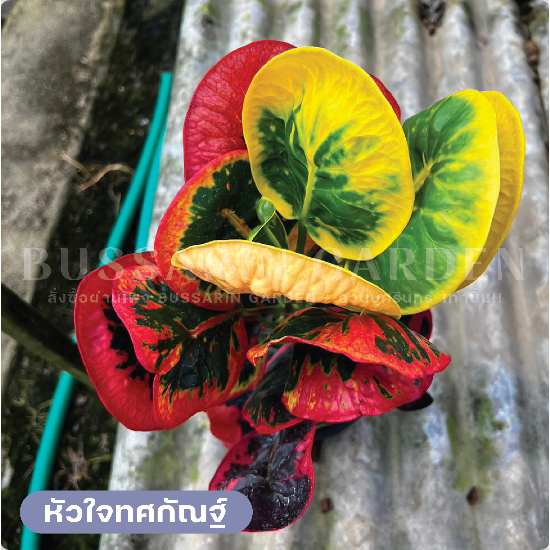 ต้นโกสนพันธุ์ "หัวใจทศกัณฐ์ ไซส์กระถาง 8"  ซื้อ 10 แถม 1 (จัดส่งแบบถอดกระถาง+รับประกันสินค้า)