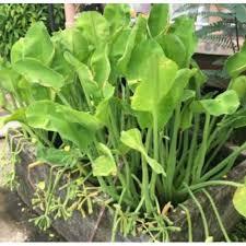 ผักก้านจอง ผักพายใหญ่ คนท้องถิ่นนิยมเก็บมารับประทานคู่กับส้มตำ พร้อมปลูกในถุงดำ 29 บาท ราคาถูก Shopee Lazada