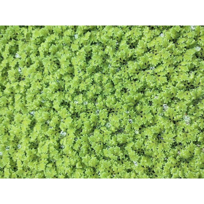 แหนแดงสด  อะซอลล่า ไมโครฟิลล่า (Azolla microphylla