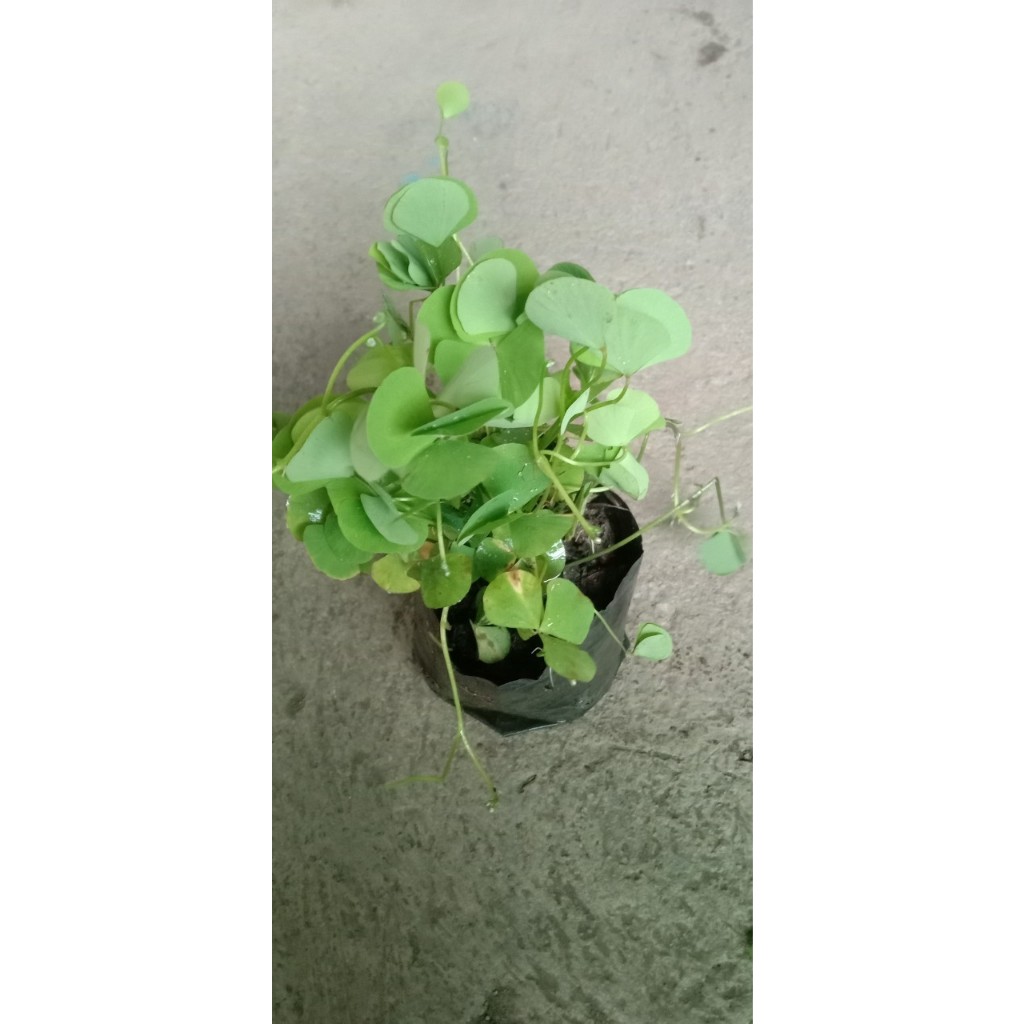 ต้นพันธุ์ผักแว่น ผักแว่นน้ำ ผักลิ้นปี่หรือหนูเต๊าะ พร้อมปลูกในถุงดำ ถุงละ 29 บาท - รูปที่ 2