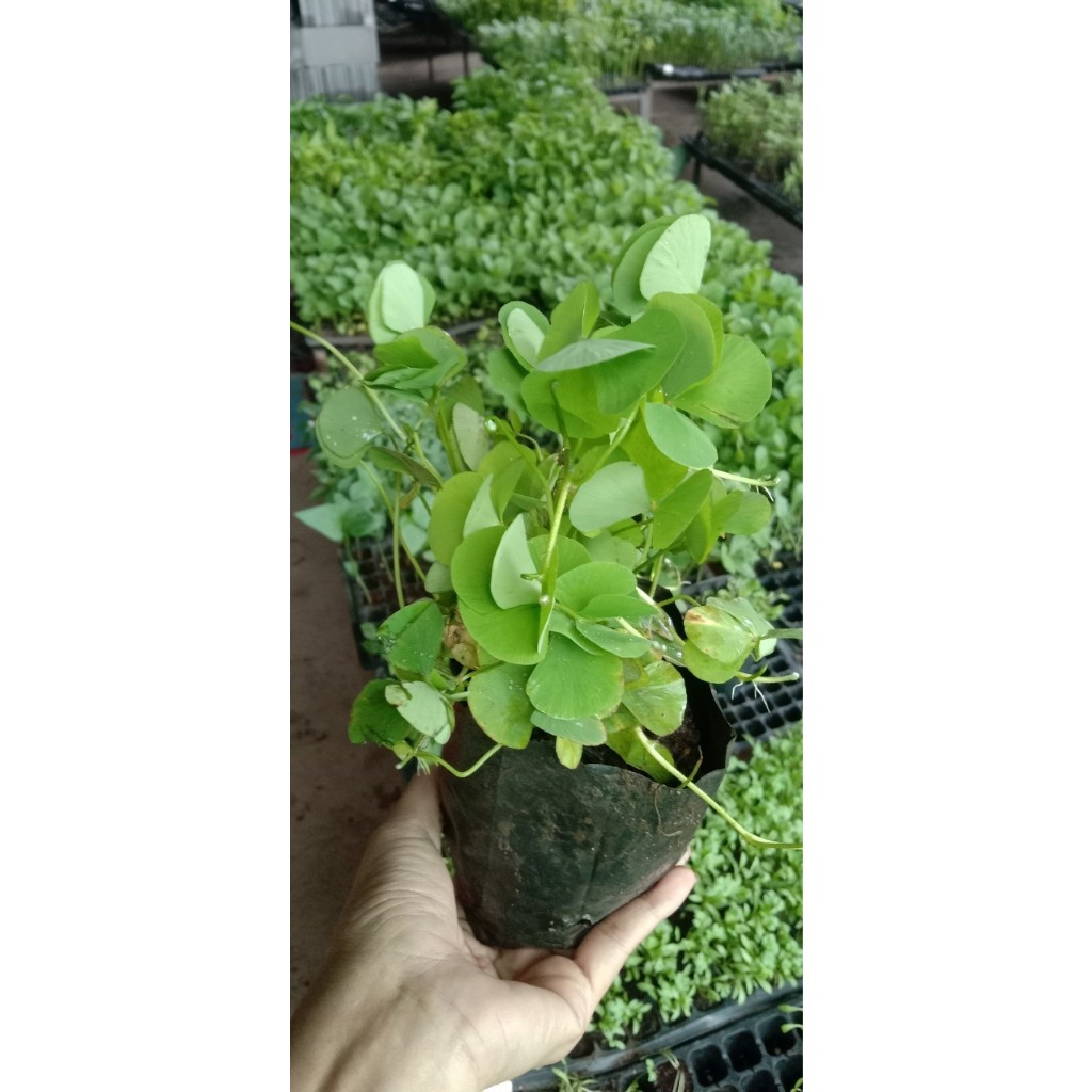 ต้นพันธุ์ผักแว่น ผักแว่นน้ำ ผักลิ้นปี่หรือหนูเต๊าะ พร้อมปลูกในถุงดำ ถุงละ 29 บาท