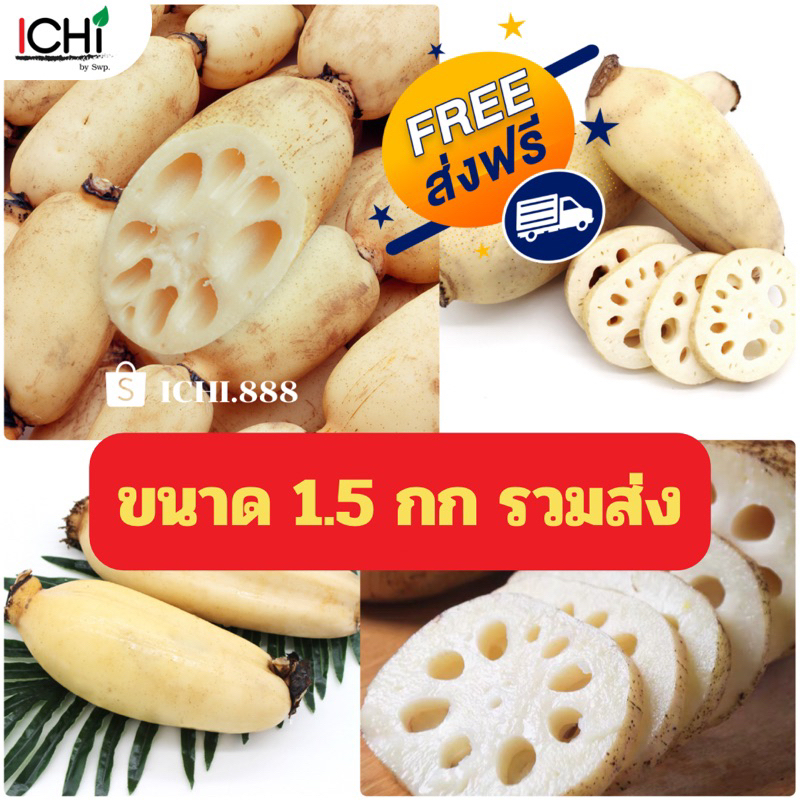 รากบัวสด 1.5 กก. รวมส่ง‼️