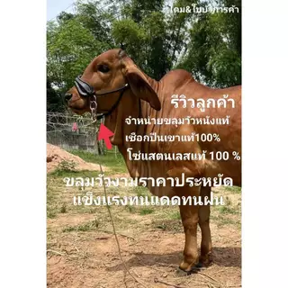 ขลุมวัว หนังแท้ เม่าวัว เค่าวัว เชือกปีนเขาแท้ อย่างดี โซ่แสตนเลส เกรด 304 แท้ 100 %