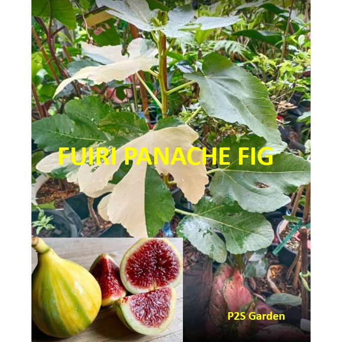 ต้นมะเดื่อฝรั่ง ฟูอิริ พานาซี Fuiri Panache fig ต้นใบด่าง ผลด่าง สวยมาก