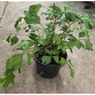 ต้นจิงจู่ฉ่ายพร้อมกระถาง6นิ้ว 🌱ต้นใหญ่ สวย สะดวก พร้อมใช้ประกอบอาหาร