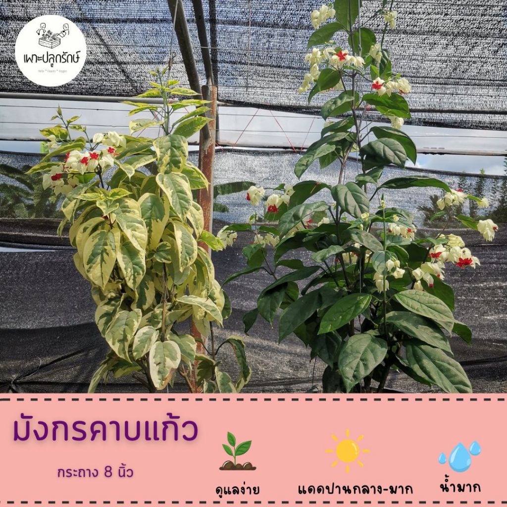 ต้นมังกรคาบแก้ว (Bleeding Heart Vine) #พวงเงิน #หัวใจแตก #พวงแก้ว