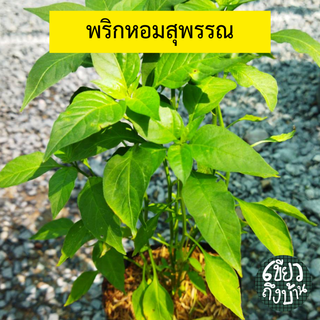 ต้นพริกหอมสุพรรณ เผ็ดหอม ไม่เหม็นเขียว ต้นสวยแข็งแรงพร้อมปลูก ห่อหุ้มและแพ็คส่งอย่างดี