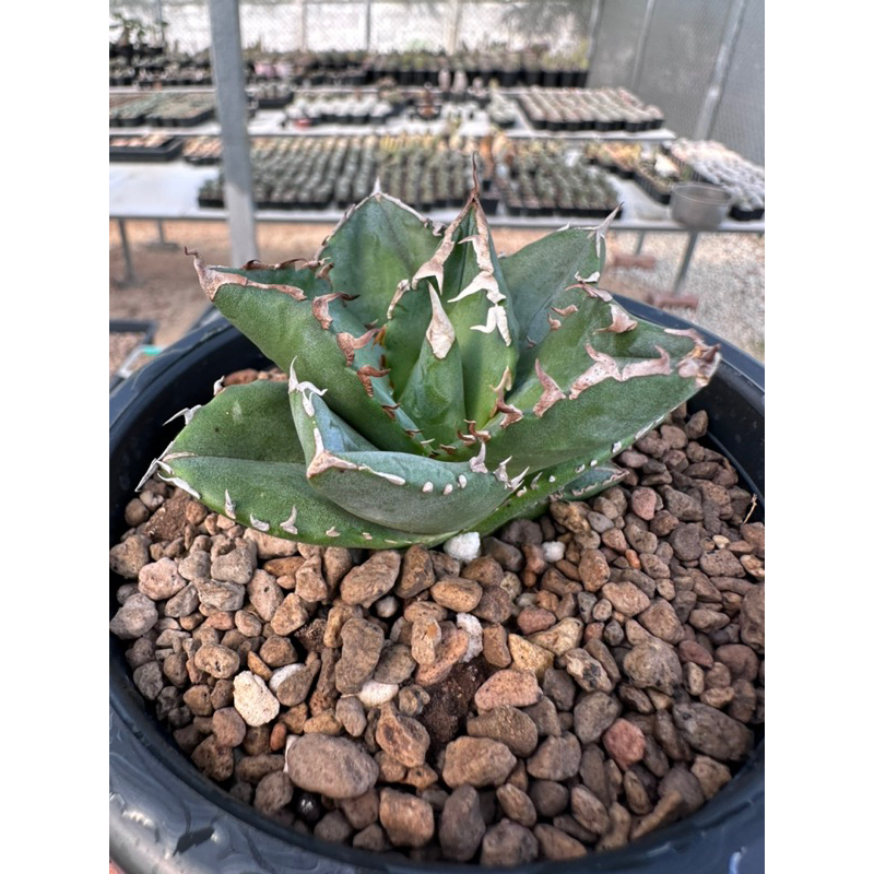 Agave Titanota Moby Dick (White Ghost) Dwarf Compacta