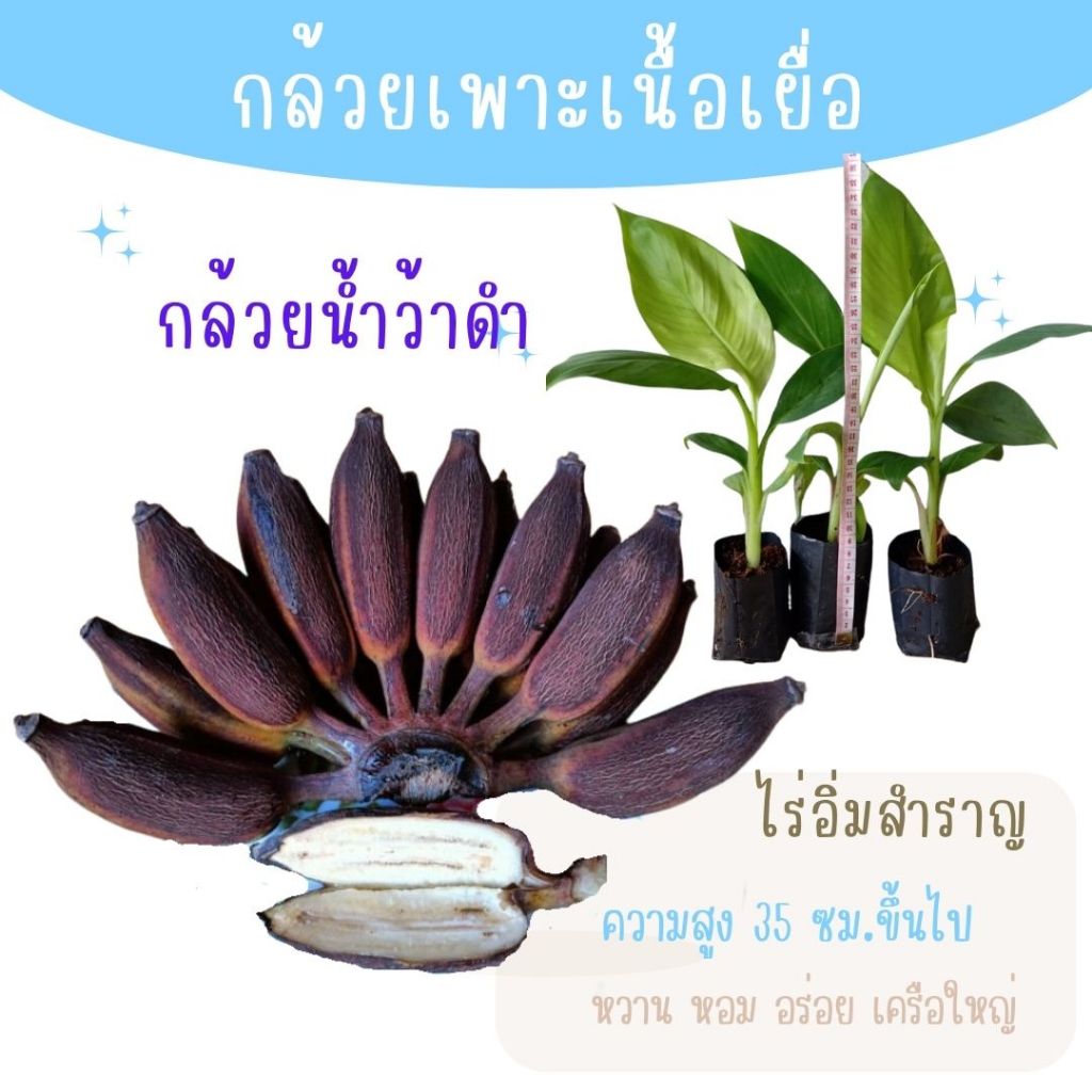 ต้นกล้วยน้ำว้าดำ กล้วยโบราณ กล้วยแปลก กล้วยหายาก ทานอร่อย ต้น​เพาะเนื้อ​เยื่อ ปลอดโรค สายพันธุ์แท้จากห้องแลป ราคาส่ง