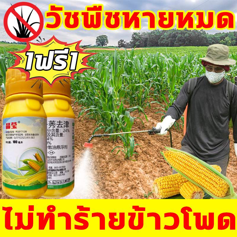 ไม่ทำร้ายข้าวโพด ยาฆ่าหญ้าในข้าวโพด ซื้อ1แถม1 ฆ่าหญ้ารอบข้าวโพด วัชพืชหายหมด ทุ่งข้าวโพดไม่มีวัชพืช100ปี 100ml