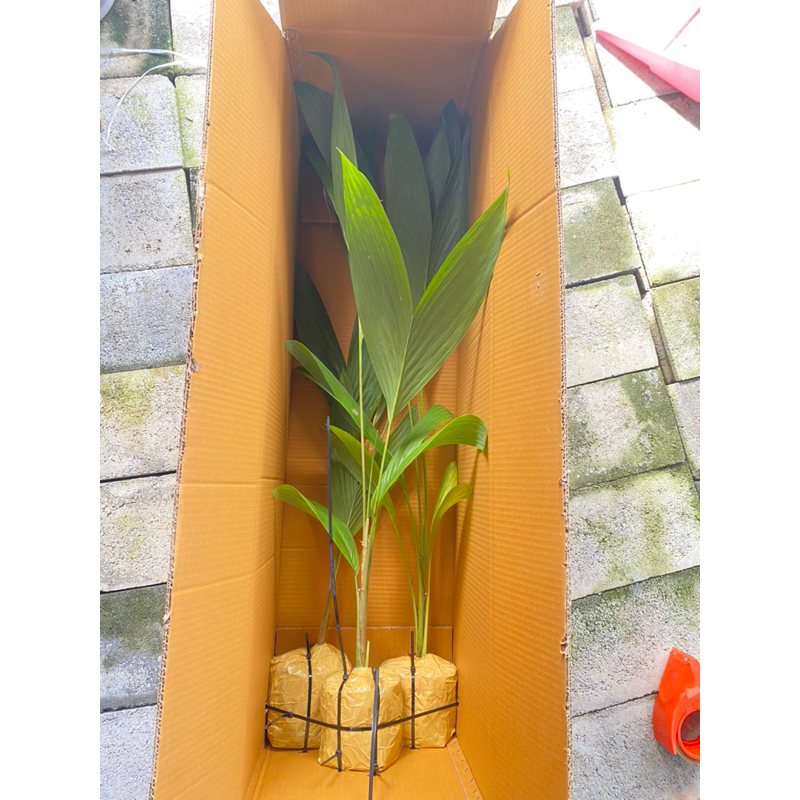 ต้นภูพานเฮ (Peach palm) 4 ต้นใหญ่พิเศษ 60 ซม.+ พร้อมปลูก คุ้มมาก จำนวนจำกัด