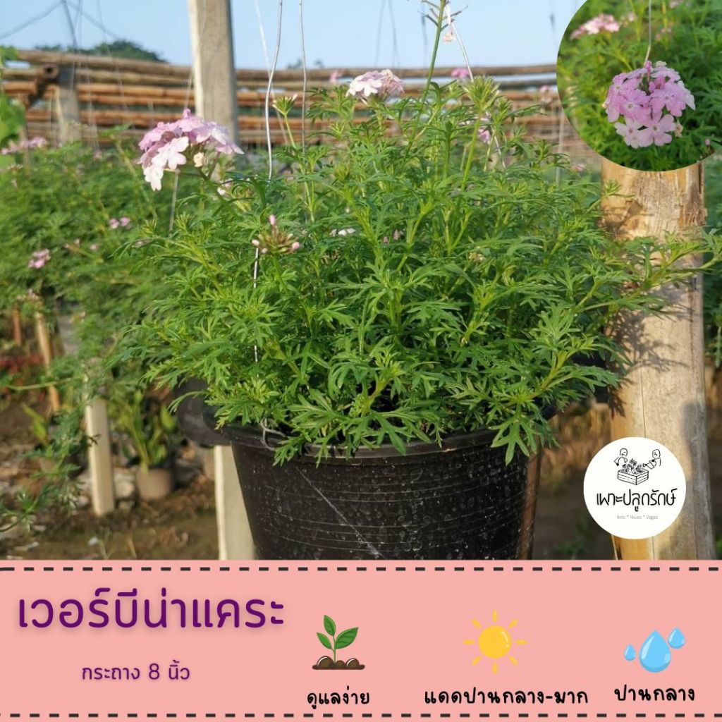 ดอกเวอร์บีน่าแคระ Verbena #ไม้ดอกทานได้ ออกทั้งปี #F05
