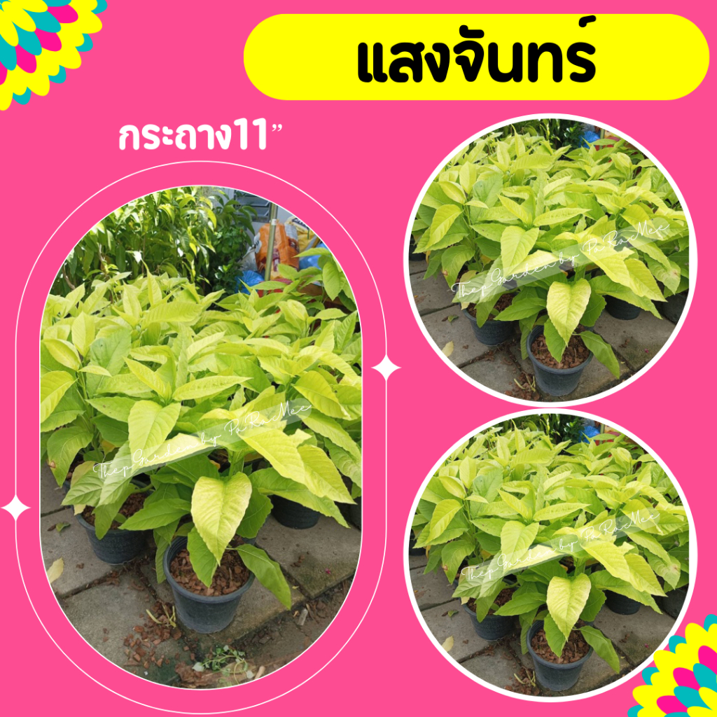 ต้นแสงจันทร์ #แสงจันทร์ กระถาง 11”⛔️ทักแชทก่อนการสั่งซื้อ