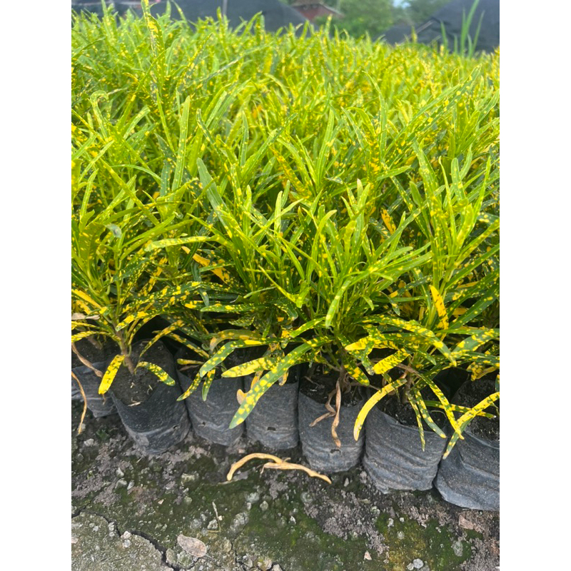 โกศลแซ่ม้า โกศล ต้นโกศล ถุง 4 นิ้วขั้นต่ำ 10 ต้น ขนาด 15-20 ซม - รูปที่ 5