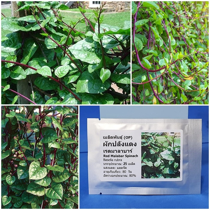 เมล็ดพันธุ์ ผักปลังแดง (Red Malabar Spinach Seed) บรรจุ 25 เมล็ด คุณภาพดี ราคาถูก ของแท้ 100%