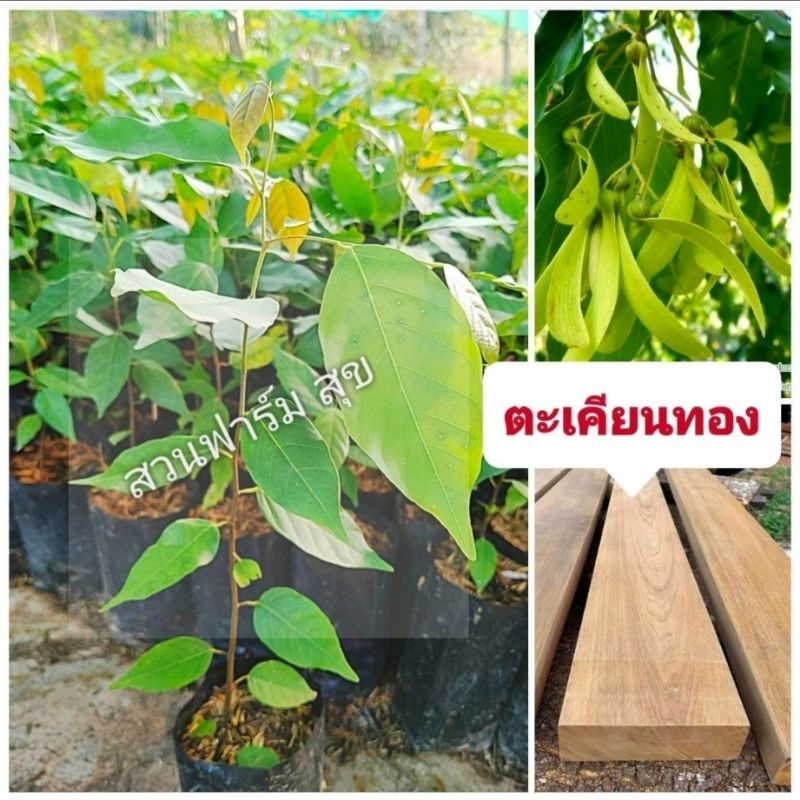 ต้นตะเคียนทอง ซื้อ 10 ต้น เเถมฟรี 1 ต้น ไม้เนื้อเเข็ง ลายสวย ต้นกล้าเเข็งเเรงพร้อมปลูก สินค้าเสียหายยินดีเคลมฟรี
