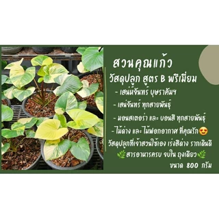 ดินปลูกต้นไม้ เสน่ห์จันทร์บุษราคัม และ บอนสีทุกสายพันธุ์