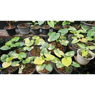 ดินปลูกต้นไม้ เสน่ห์จันทร์บุษราคัม และ บอนสีทุกสายพันธุ์