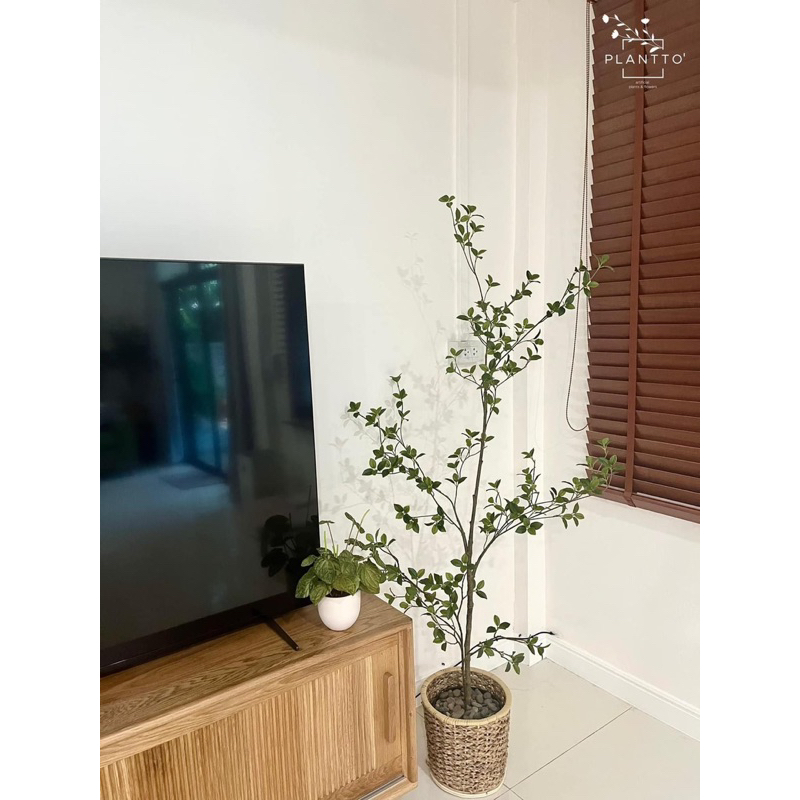 พร้อมส่ง! ต้นไม้ปลอม โมกุโมกุ 150 cm พร้อมกระถางพลาสติก+หินตกแต่ง (ก้านดัดได้)