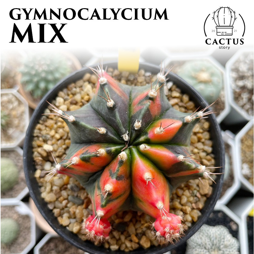 Gymnocalycium ด่าง ไม้เมล็ด ไม้ชำหน่อ (อัพเดท 23/09/2024)