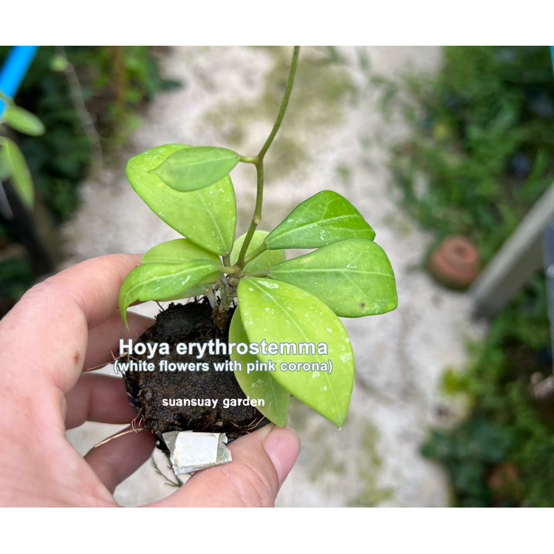 Hoya erythrostemma(white flower with pink corona)