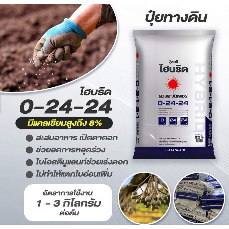 💐ปุ๋ยไฮบริด สูตร 0-24-24💐ดวงตะวันเพชรกระสอบ25 กิโลกรัม