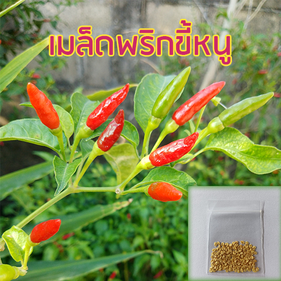 เมล็ดพริกขี้หนู 20 บาท 150 เมล็ด เมล็ดพันธุ์พริกขี้หนู เมล็ดพันธุ์ ผักสวนครัว