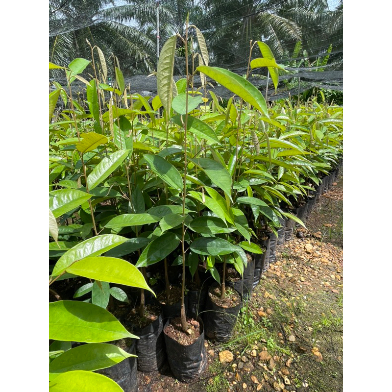 ทุเรียนบ้าน 4 ต้น ไว้เสริมราก ตอล่างของต้นพันธุ์ทุเรียนอื่นๆ