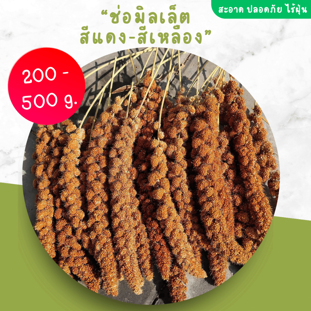 มิลเล็ตสเปรย์ แบ่งขาย ราคาถูก สีแดงและสีเหลือง 200 - 500 กรัม สำหรับนกแก้ว นกหงส์หยก ฟอพัส