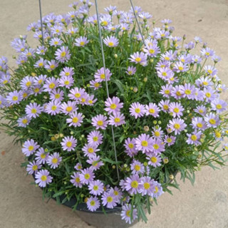 ขายต้นเดซี่ ดอกไม้กินได้ ญี่ปุ่นพร้อมที่แขวน