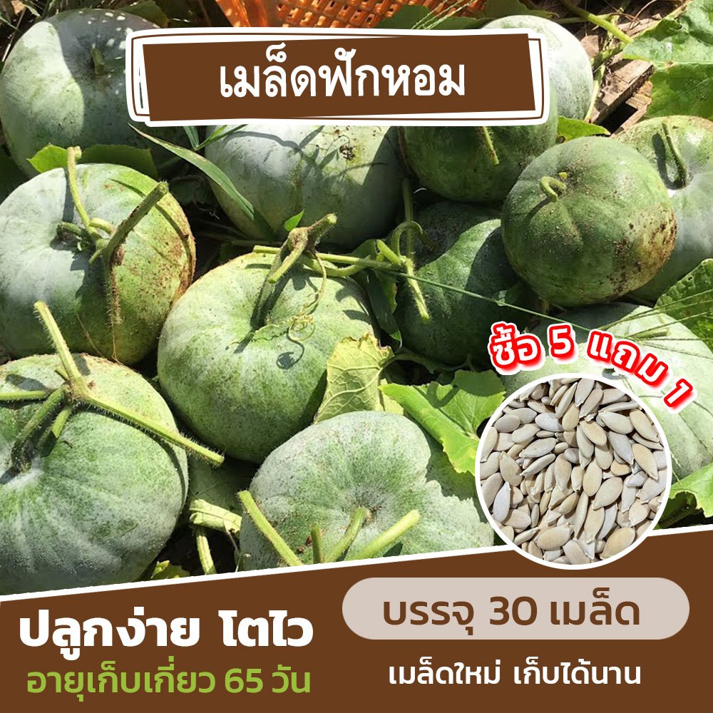เมล็ดพันธุ์ ฟักหอม แบ่งขาย 30 เมล็ด (ซื้อ 5 แถม 1) คละชนิดได้