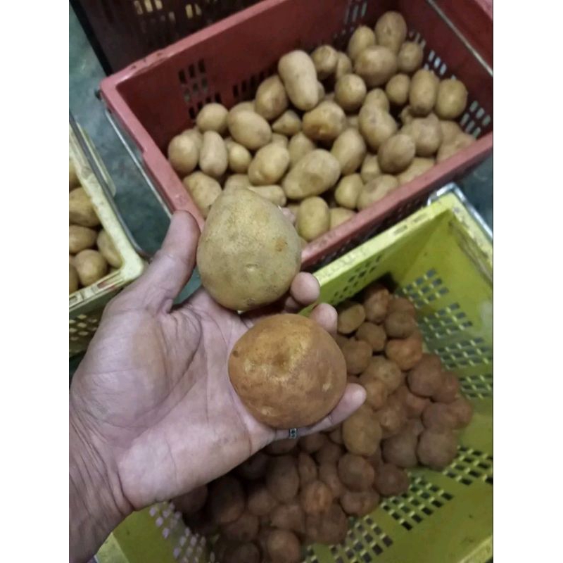 มันฝรั่ง(Size กลาง)มันอาลูพม่า มันฝรั่งสด พันธุ์อาลูสำหรับทอด ทำแผ่นเลย์ กรอบอร่อย ทอดไม่ดำครับผม