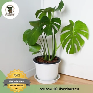 กระถางต้นไม้ทรงกลมญี่ปุ่น 15 12 10 8 6 นิ้ว พร้อมจานรองสีขาว รุ่นญาญ่า