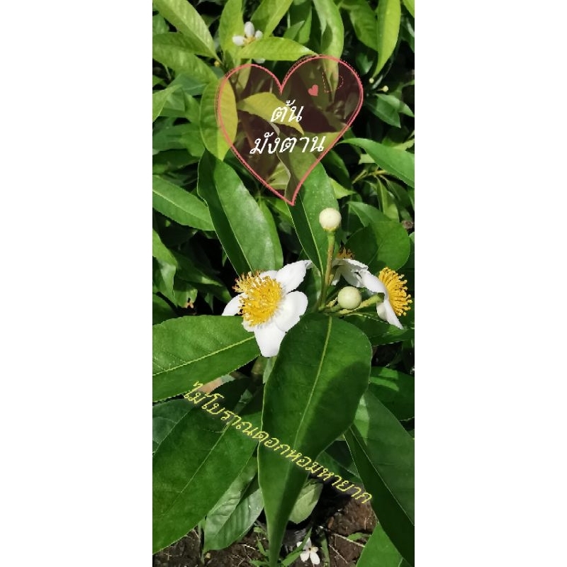 ต้นมังตานหรือต้นกะโซ่ขนาด50ซม.1ต้น