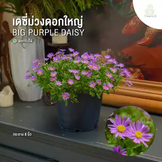 Treeno.9 รวมเดซี่ Daisy ดอกไม้รับประทานได้ กระถางแขวน 8 นิ้ว สูง 25-50 ซม. ไม้ประดับ ไม้ดอก ไม้จัดสวน
