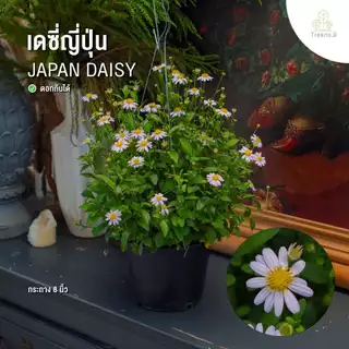 Treeno.9 รวมเดซี่ Daisy ดอกไม้รับประทานได้ กระถางแขวน 8 นิ้ว สูง 25-50 ซม. ไม้ประดับ ไม้ดอก ไม้จัดสวน