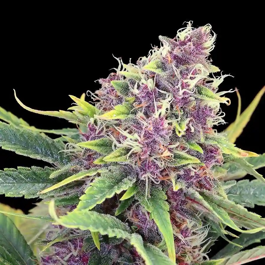 Purple Kush THC: สูงมาก ประเภทเมล็ดพันธุ์: ช่วงแสง ประเภทสายพันธุ์: Indica แท้100% แบ่งขาย