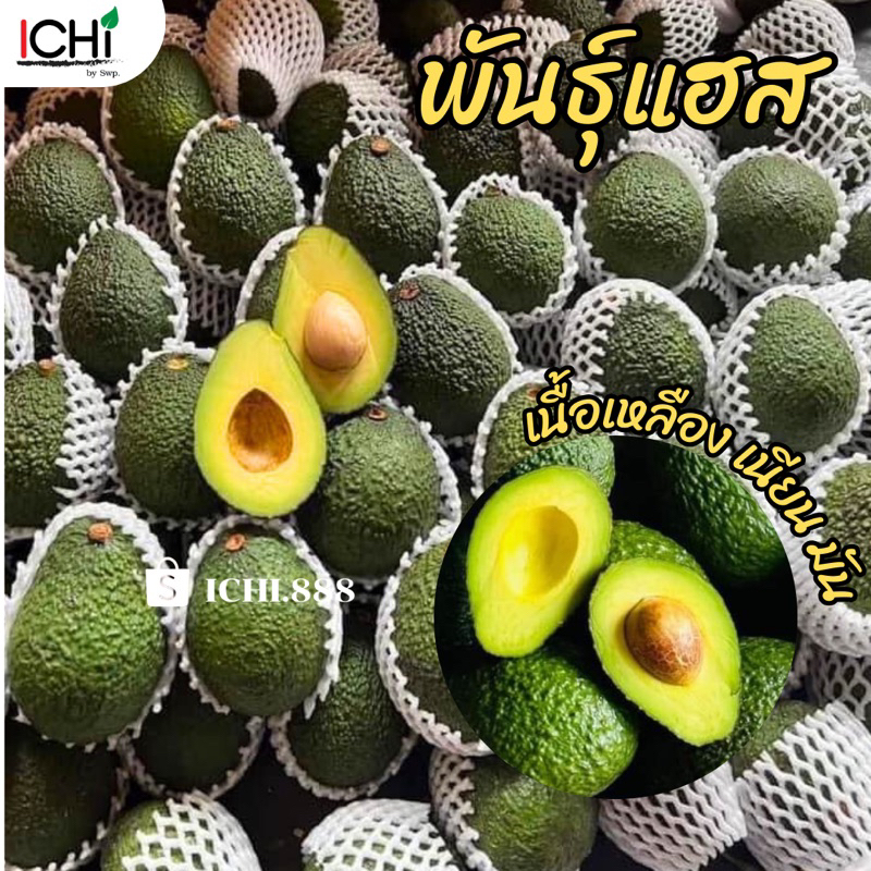 🥑 พร้อมส่งผลสด รวมสายพันธุ์อโวคาโด(1 kg.) 034 TA21 บูท7 บัคคาเนีย