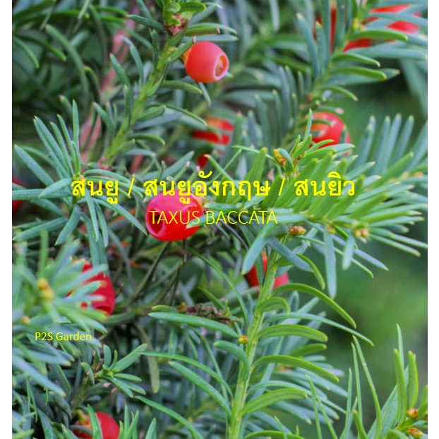 ต้นสน สนยู สนยิว สนยูจีน สนยูอังกฤษ Yew / Taxus baccata สูง 40-70 ซ.ม. ต้นไม้นำเข้า