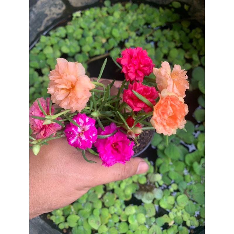 💐แพรเซี่ยงไฮ้💐(คุณนายตื่นสาย) คละสี (ในกระถาง 3 นิ้ว) สั่ง 1️⃣0️⃣แถม 2️⃣ ฟรี ดอกซ้อนสวยเหมือนกุหลาบ🌹คุณนายตื่นสาย คละสี - รูปที่ 4