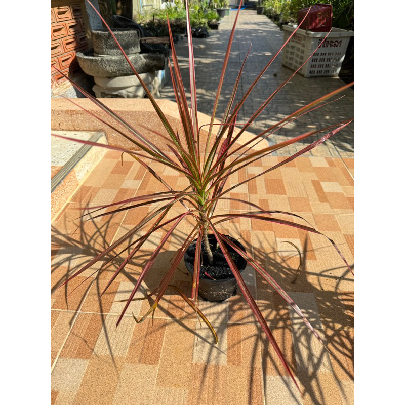 มุมมอง 3