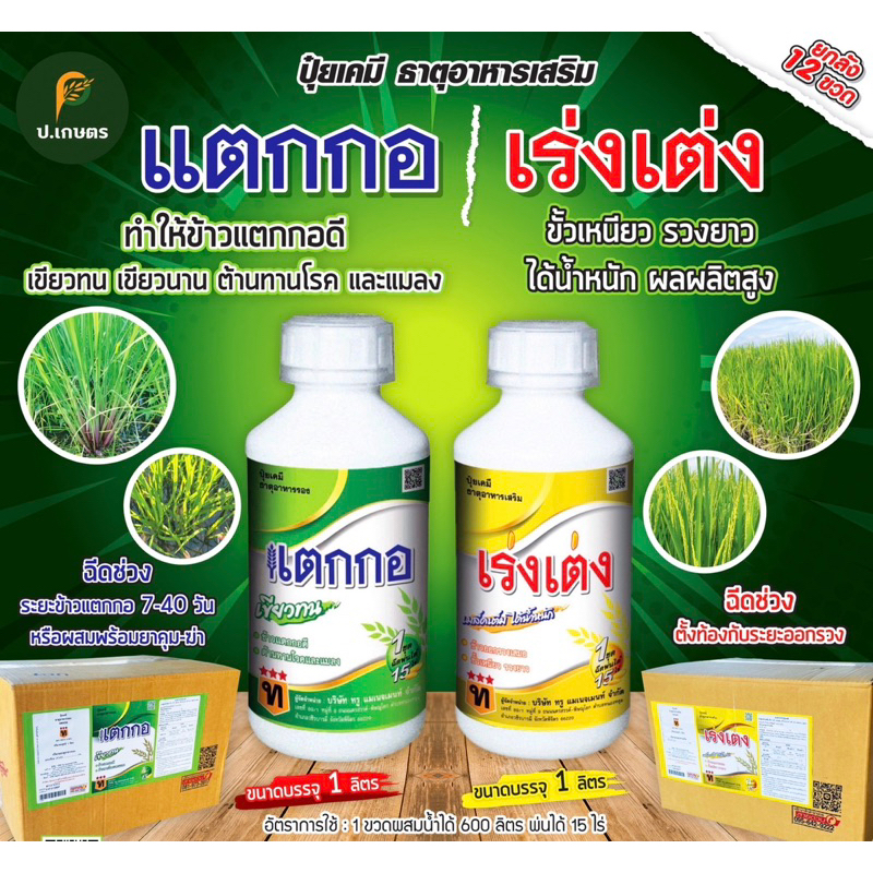 แตกกอ&เร่งเต่ง🌾-ทรู🪖***ยกลัง12ขวด*** : (แตกกอดี/เขียวทน/เขียวนาน)(เมล็ดเต็ม/ได้น้ำหนัก/ข้าวออกรวงเสมอ/ขั้วเหนียว/รวงยาว)
