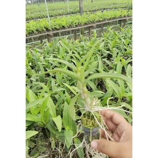 กล้วยไม้หวายกระถางหลากสี 1นิ้ว ราคาส่งจากสวน หลากสี pot plants