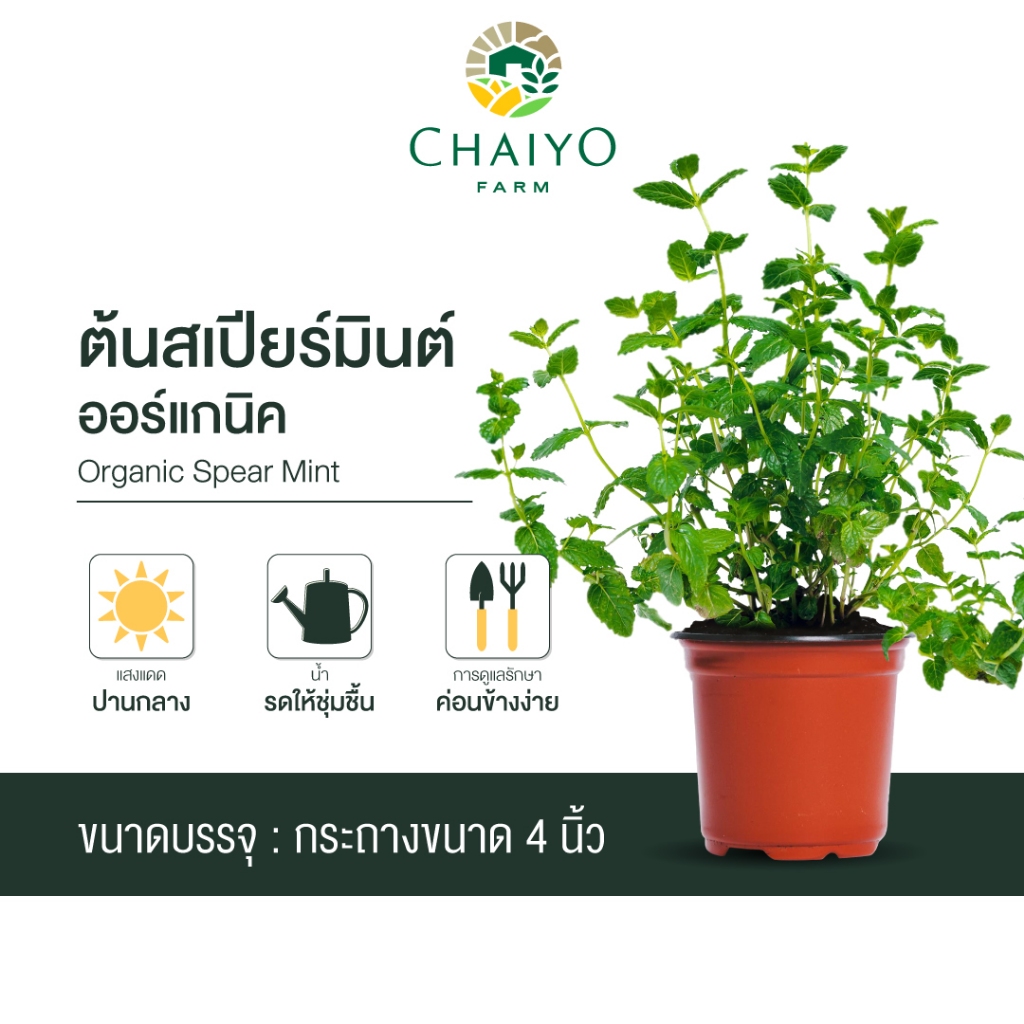 ต้นสเปียร์มินต์ ออร์แกนิค Organic  Spear Mint กระถาง 4 นิ้ว และ 6 นิ้ว