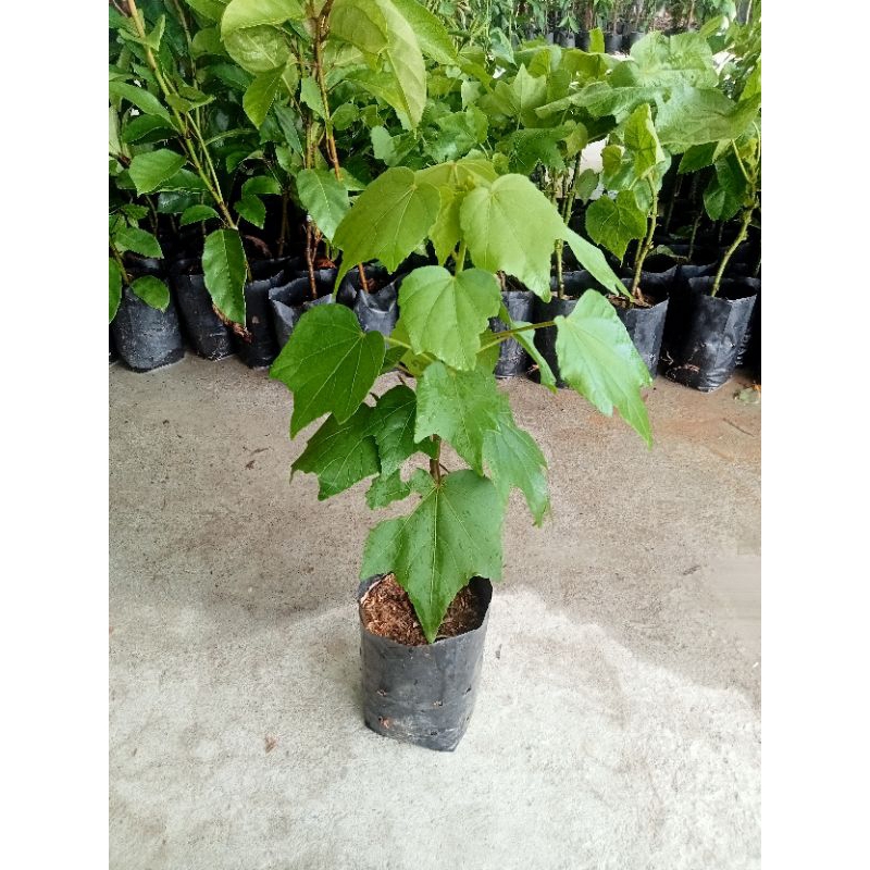 ต้นพุดตานไทย/พุดตานญี่ปุ่นสีชมพู/ขาว/พุดตานฮาวาย🌿แบบปักชำสูง40-60ซม.พร้อมส่งต้นแข็งแรง - รูปที่ 4