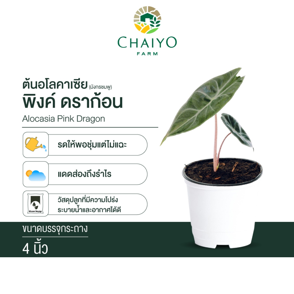 อโลคาเซีย พิงค์ ดราก้อน Alocasia Pink Dragon  มังกรชมพู