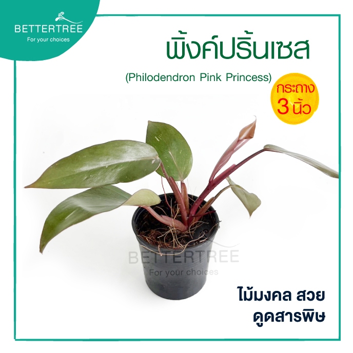 พิงค์ปริ๊นเซส กระถาง 3 นิ้ว Philodendron Pink Princess ต้นไม้ฟอกอากาศ