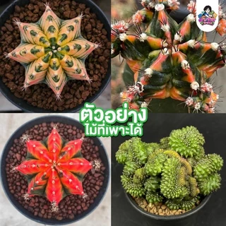 เมล็ดแคคตัสยิมโนด่าง 50 เมล็ดเพียง 9 บาทเท่านั้น❗🔥 พ่อแม่คัดด่างดี ฟอร์มเด่น ราคาดีงาม