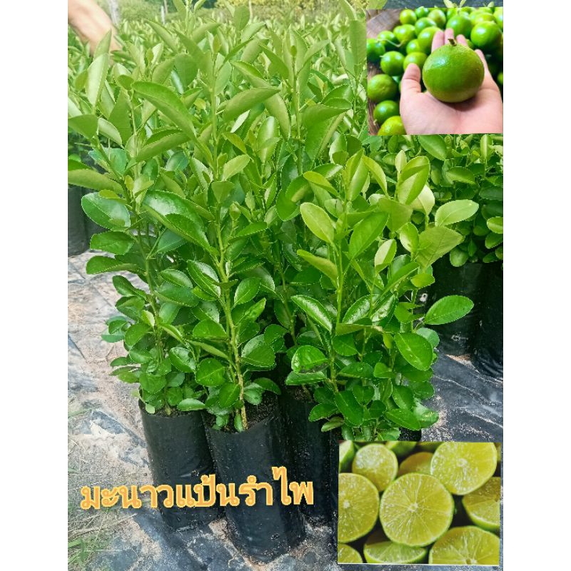 ต้นมะนาวแป้นรำไพ(เพาะเมล็ด)ในถุงมีหลายต้น ลูกดก ต้นเตี้ยปลูกง่าย