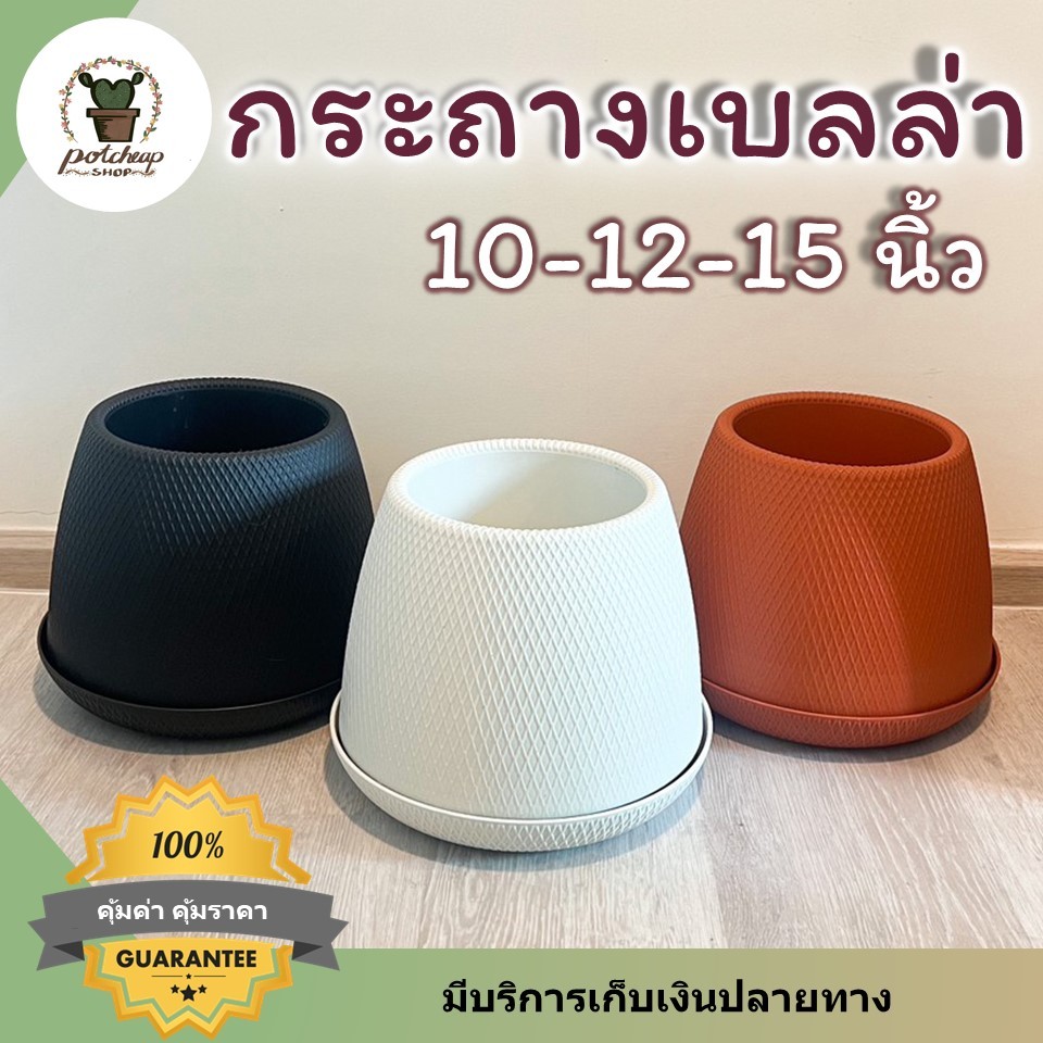 กระถางเบลล่า 15 12 10 นิ้ว ใส่มอนสเตร่า  ต้นงาช้าง